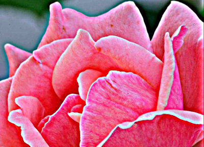 4064 pink rose macro