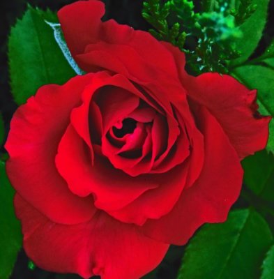 4051 Red Rose.