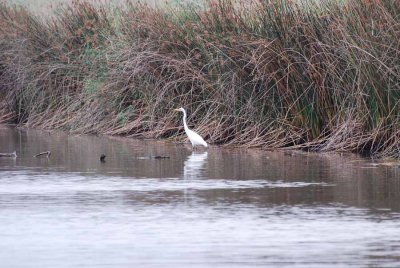 GREAT EGRET