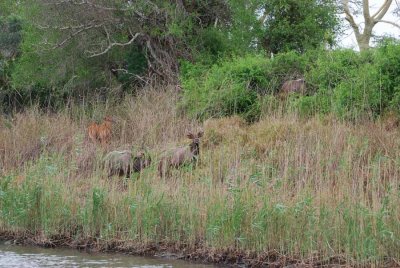 NYALA