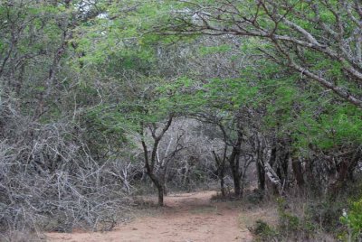 IN THE SANDFOREST