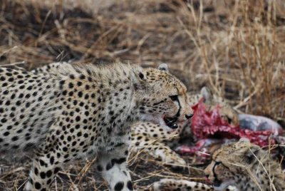 CHEETAHS ON A KILL