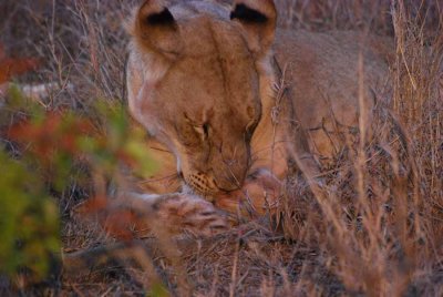 PRIDE OF LIONS