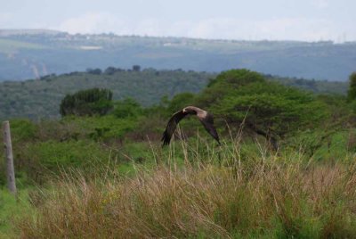 YELLOW-BILLED KITE