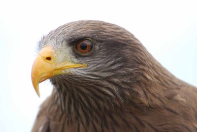 YELLOW-BILLED KITE