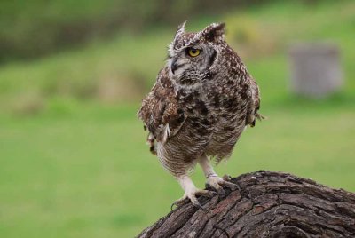 SPOTTED EAGLE-OWL