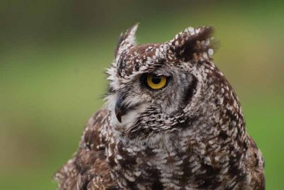 SPOTTED EAGLE-OWL