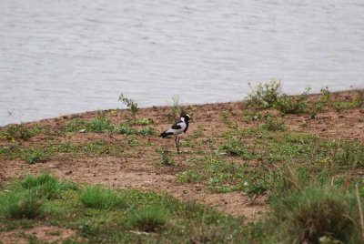 BLACKSMITH PLOVER