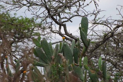 CACTUS