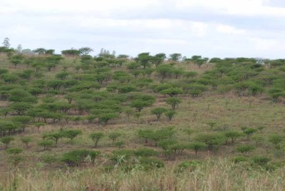 TALA LANDSCAPE
