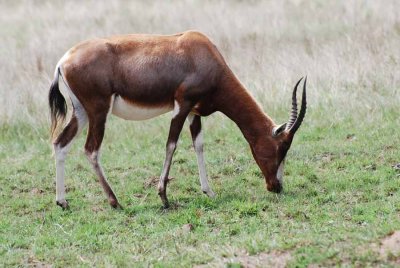 BLESBOK
