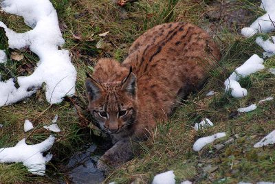 LYNX CUB