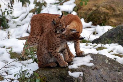 LYNX FAMILY