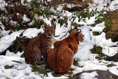 LYNX FAMILY