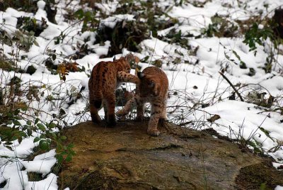 LYNX CUBS