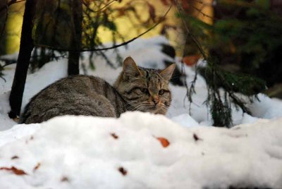 WILDCAT CUB