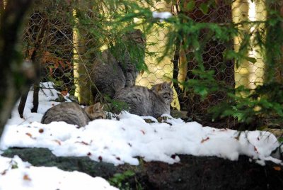 WILDCAT WITH CUBS