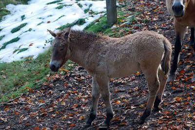 WILD HORSES