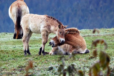 WILD HORSES