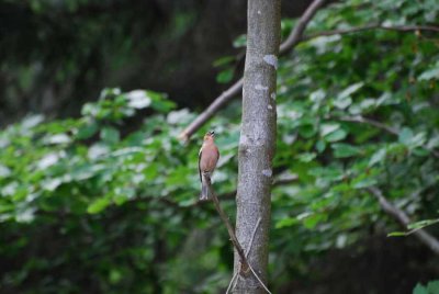 A BUCHFINK SINGING IN THE TREE