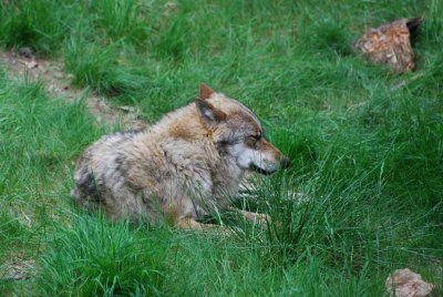 THE WOLF TAKES A REST