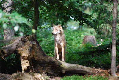 THE WOLF IS WATCHING THE AREA