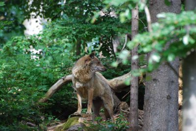 THE WOLF IS WATCHING THE AREA