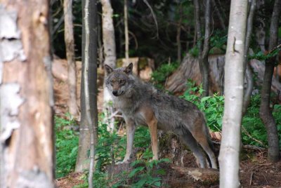 THE WOLF IS WATCHING THE AREA
