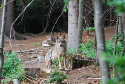 THE WOLF IS WATCHING THE AREA