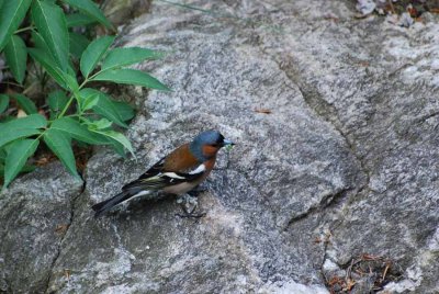 A BUCHFINK SITTING ON A ROCK