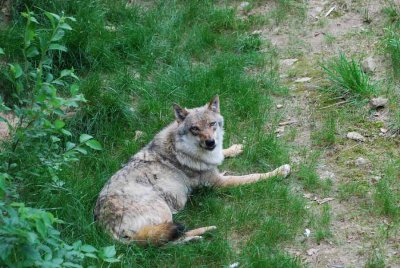 I THINK WE DISTURB THE WOLF