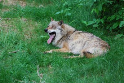 TIERED WOLF