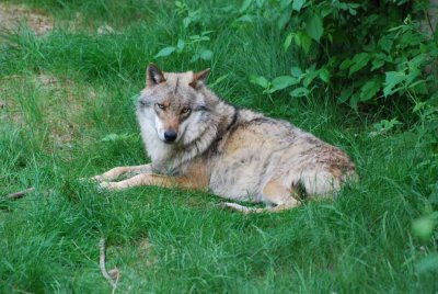 TIERED WOLF