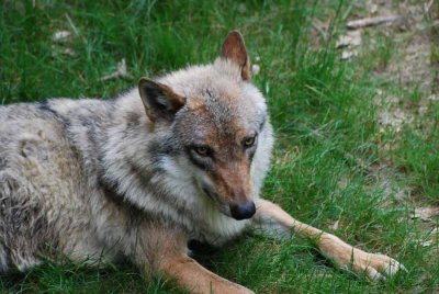 TIERED WOLF