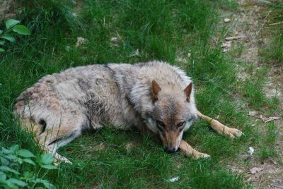 TIERED WOLF