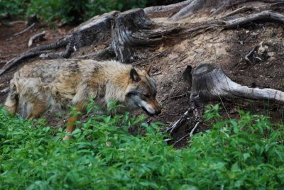 THE WOLF IS TAKING A ROUND