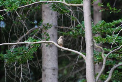 A BIRD SITTING IN THE TREE