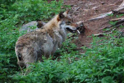 THE WOLF IS LOOKING ARROUND