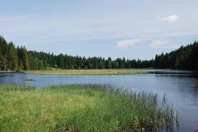 BAVARIAN FORREST 2008