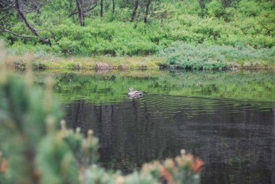 g5/60/816160/3/98996641.KWgICYyy.jpg