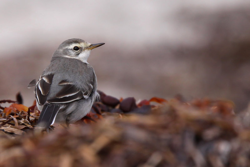 Citronrla - Citrine Wagtail (Motacilla citreola)