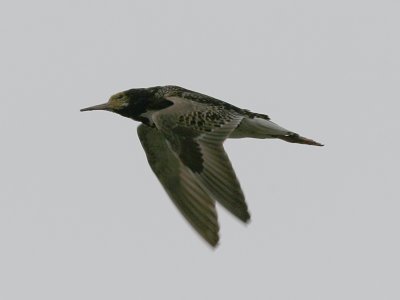 Brushane - Ruff (Philomachus pugnax)