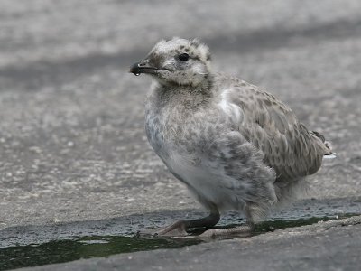 Fiskms - Common Gull (Larus canus)