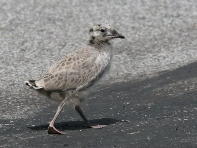 Fiskms - Common Gull (Larus canus)