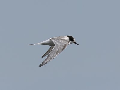 Silvertrna - Arctic Tern (Sterna paradisea)