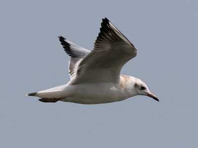 Skrattms - Black-headed Gull (Larus ridibundus)