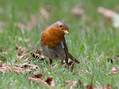 Rdhake - Robin (Erithacus rubecula)