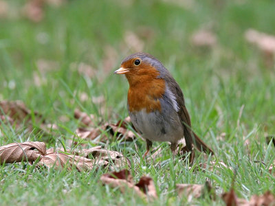 Rdhake - Robin (Erithacus rubecula)