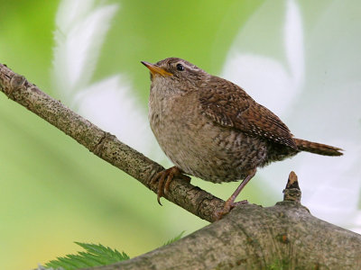 Grdsmyg - Wren (Troglodytes troglodytes)