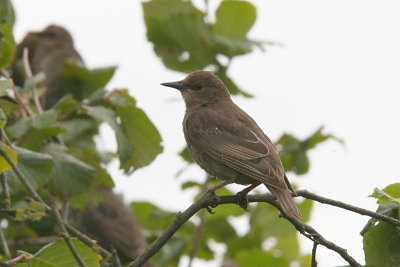 Stare - Starling (Sturnus vulgaris)